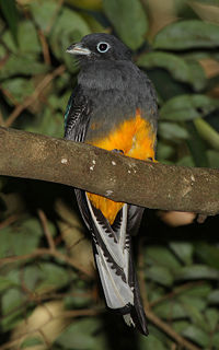 </p><p>Ak kuyruklu trogon