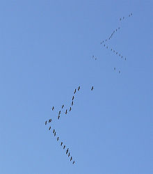 </p><p>Göçmen kuşlar