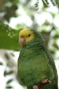 Yeşil Berel Papağanı