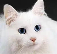 </p><p>Beyaz tüylü, mavi gözlü kedi