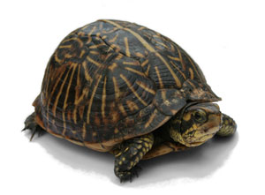 

Florida Kutu Kaplumbağası