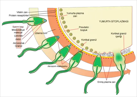 yumurta hucresi