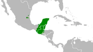 maya dili