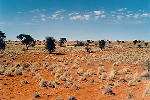 Kalahari çölü