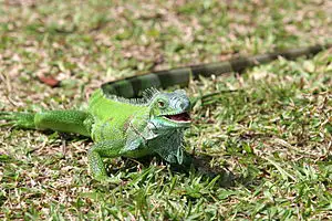 iguanagiller