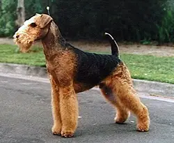 Airedale teryesi