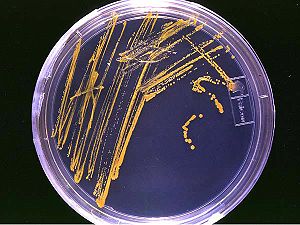 Bakterioloji