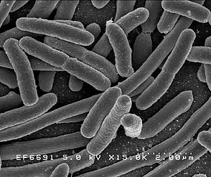 Enterobakteriler