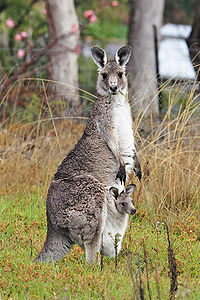 Gri kanguru