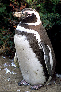 Magellan pengueni