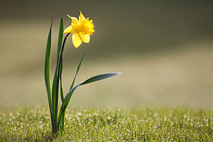 Narcissus (bitki)
