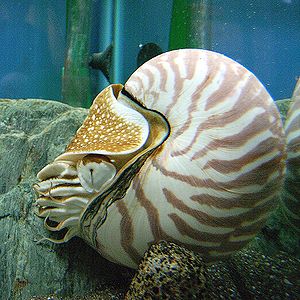 Nautilus (deniz canlısı)