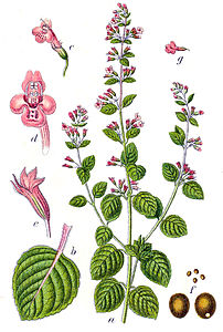 Lamiaceae