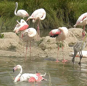Büyük flamingo