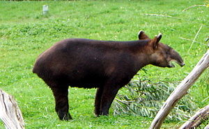 Dağ tapiri