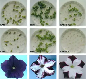 Gen aktarımlı bitkiler