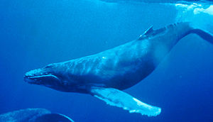 Kambur balina