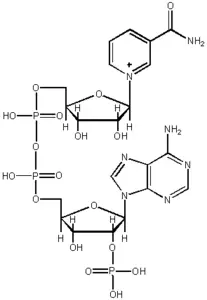 Nikotinamid adenin dinükleotit fosfat