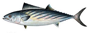 Palamut (balık)