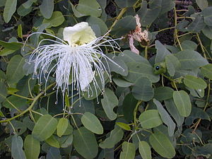 Capparaceae