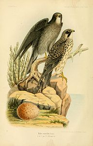 Falco concolor