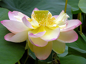 Lotus (bitki)