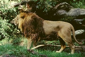 Asya aslanı
