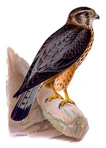 Falco aesalon