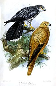 Falco alopex