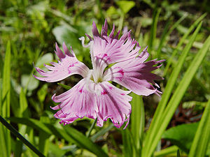 Karanfil (çiçek)