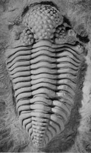 Trilobitomorpha