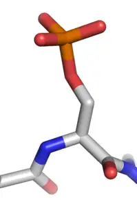 Protein fosforilasyonu