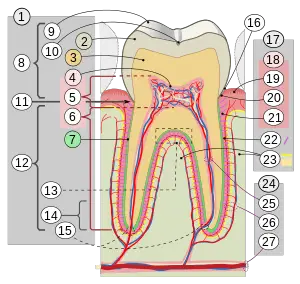 dentin