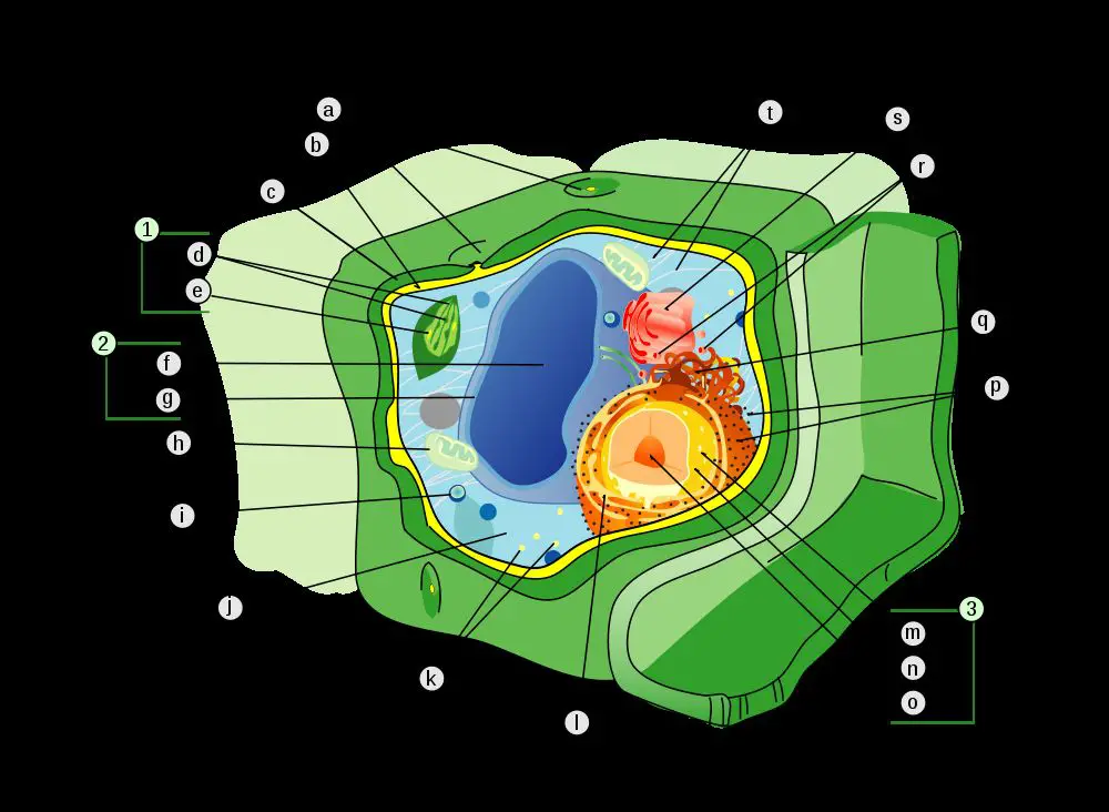 animal cell model with labels. 3d Animal Cell Model With