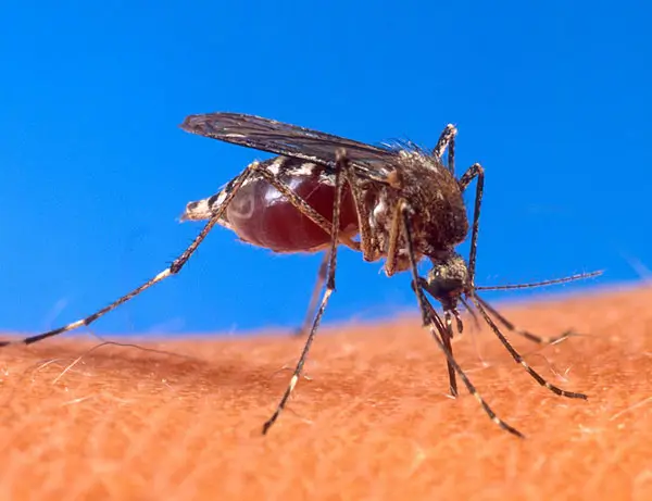 

Aedes aegypti türü sivrisinek