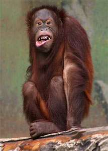 

Borneo adasında yaşayan Orangutan cinsi(Pongo pygmaeus)