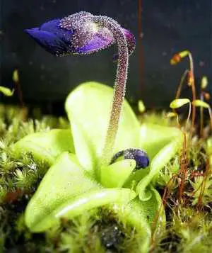 

Butterwort yada Pinguicula böcek kapan bir bitki