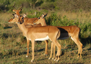 

Impalalar sürüler halinde yaşarlar