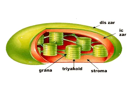 

Kloroplast'ın yapısı