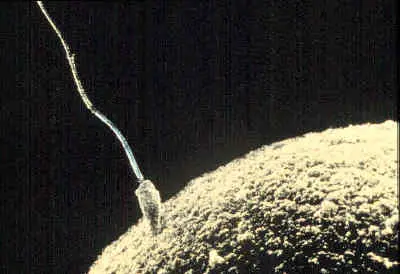 

Döllenme sırasında sperm hücresi ve yumurta