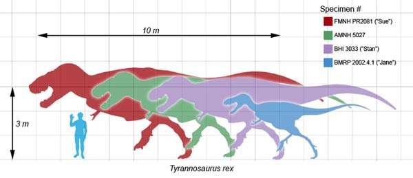 

Tyrannosaurus Rexlerin zaman içindeki gelişimi