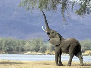 

Ağaçtaki meyveye ulaşmaya çalışan bir fil