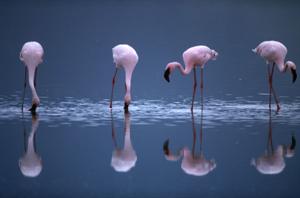 

Flamingolar
