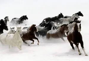
Karda koşan atlar