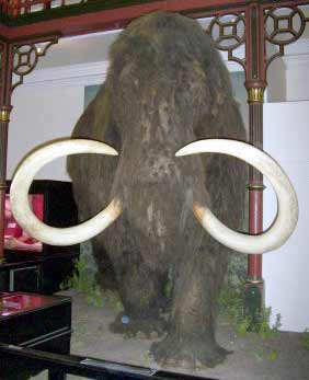 

Gerçek boyutlarında yapılan bir mamut modeli. (Ipswich Müzesi, İngiltere)