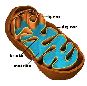
Mitokondri'nin iç yapısı