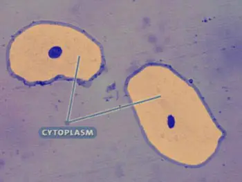 

Sitoplazma: Hücre zarı ile çekirdek zarı arasında