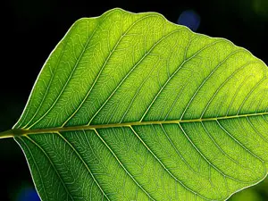 

Bitkilerde fotosentez yapraklarda gerçekleşir