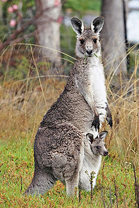 kangurugiller