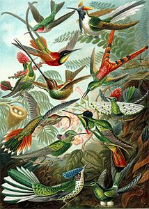 kolibrigiller